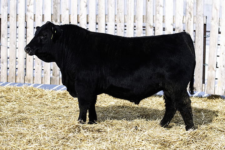 bull